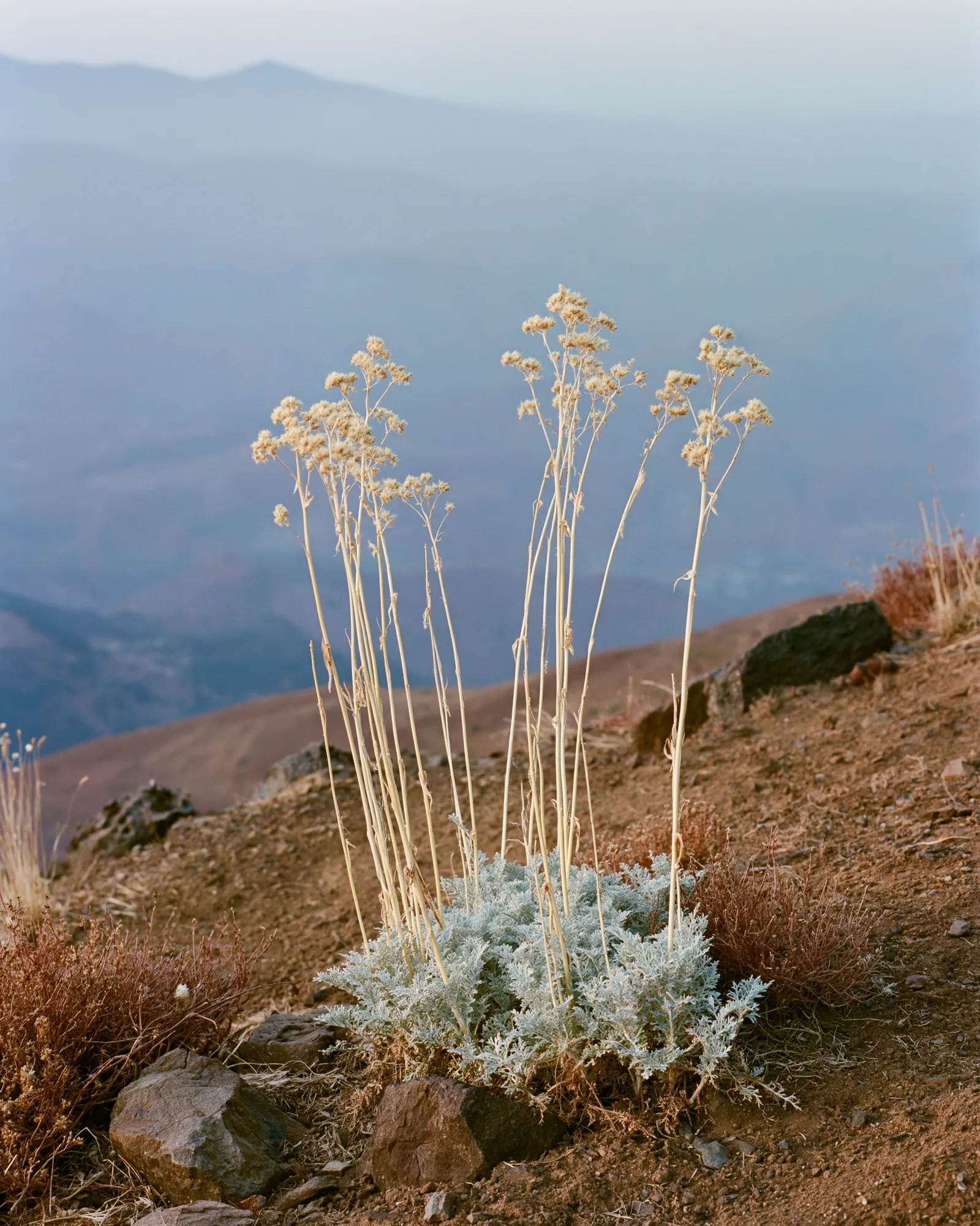Tall pale flowering stems on a hillside above hazy mountains, the inspiration for the Abrid Dusty Rose rug