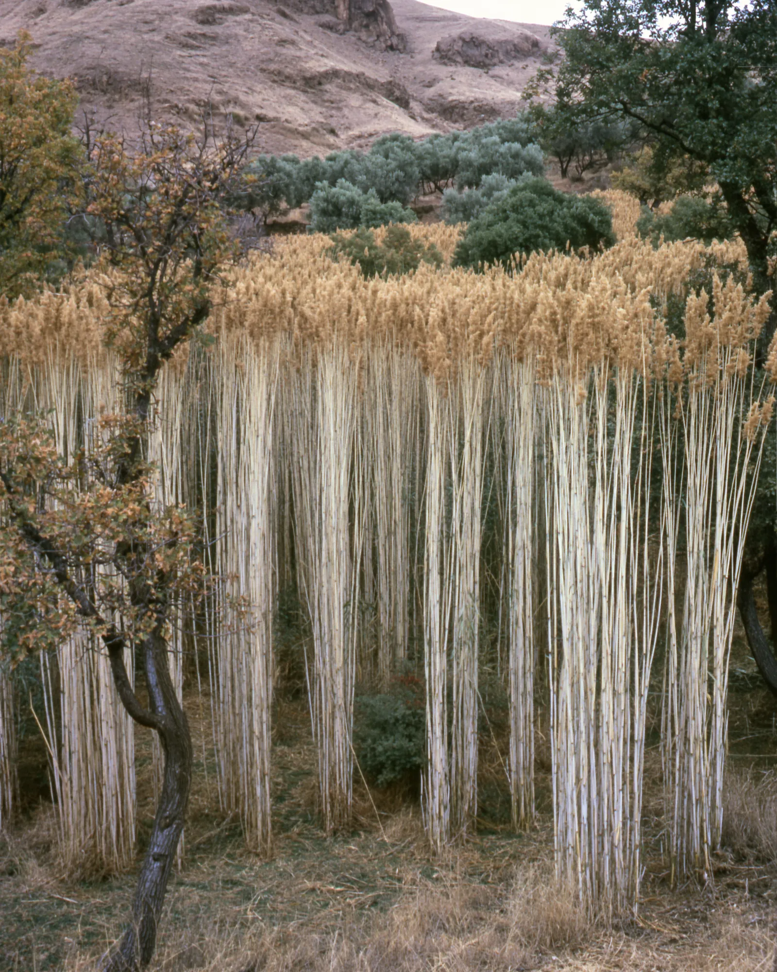 Tall pale grass tufts on a hillside, the inspiration for the Abrid Taupe & Ivory rug