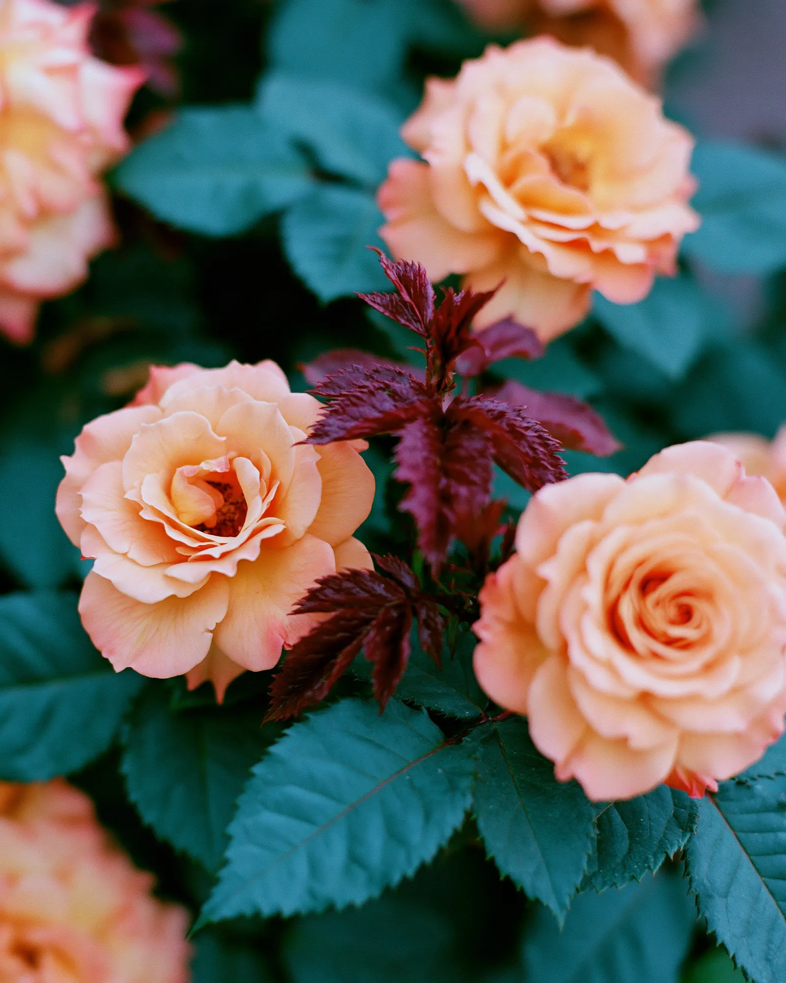 Peach roses among deep teal leaves, the inspiration for the Agdal Burgundy & Coral rug
