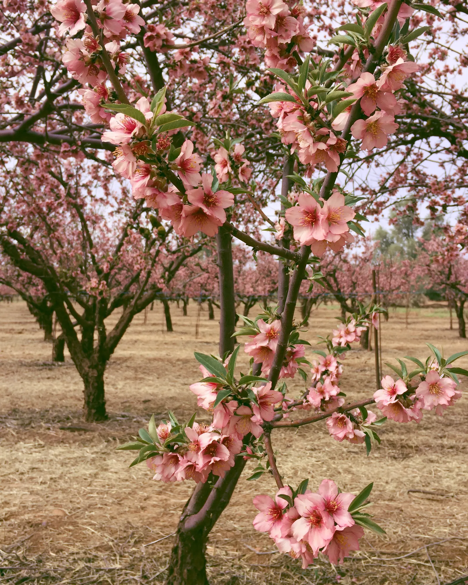An almond orchard in dusty-rose blossom on pale dry earth, the inspiration for the Aker Ivory & Dusty Rose rug