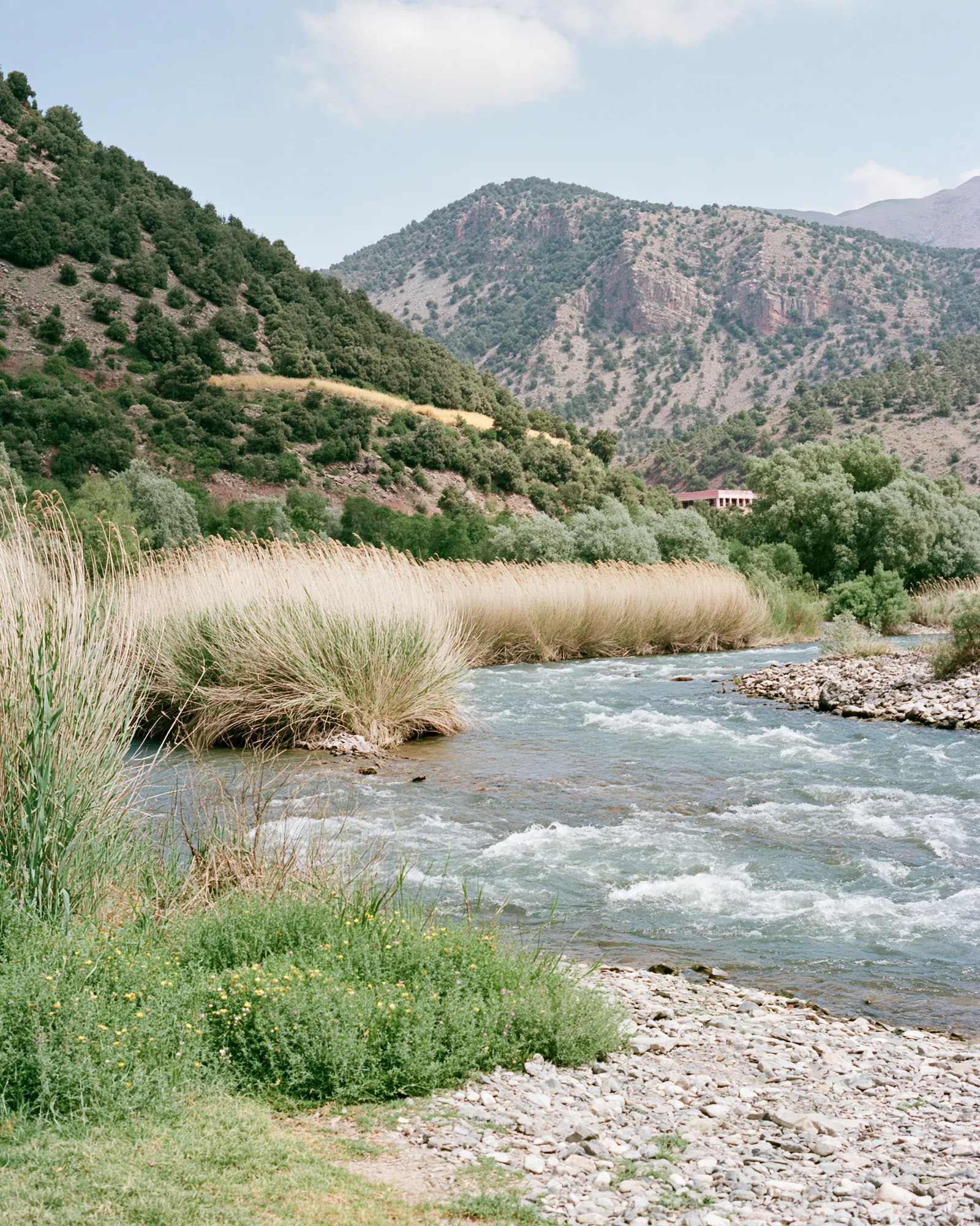 Tall cane along a mountain river with green hills behind, the inspiration for the Azetta Forest Green & Sage rug