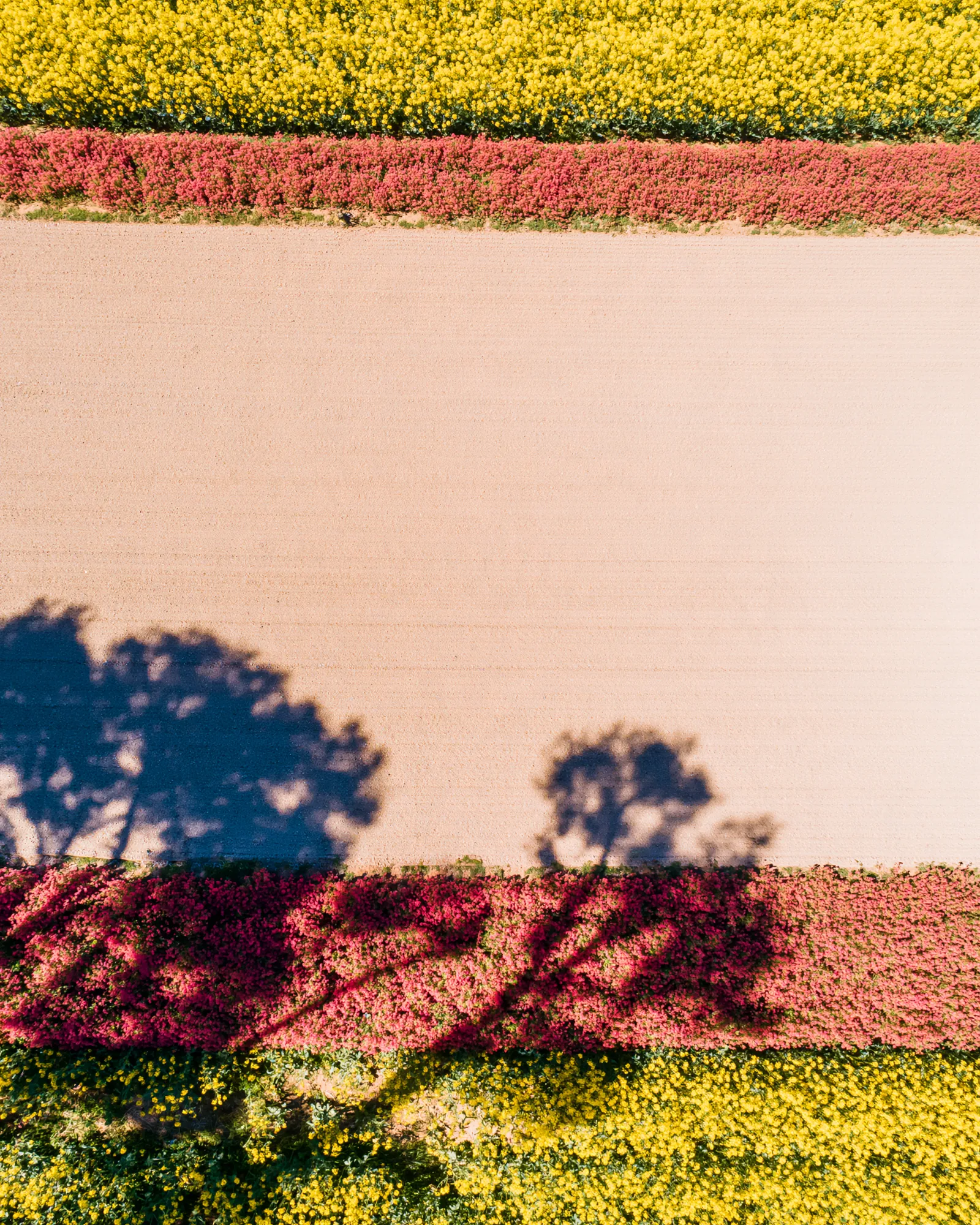 A pale fallow field framed by bands of yellow mustard and coral flowers, seen from above, the inspiration for the Bahia Mustard & Navy rug