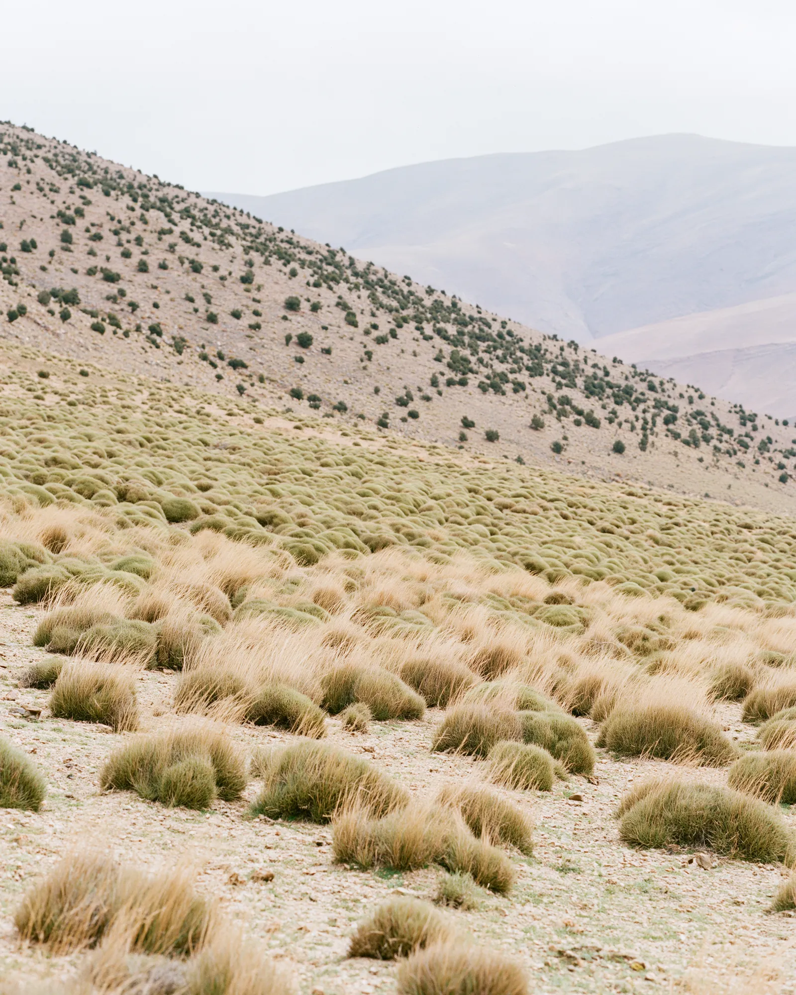 Olive green tussock grass growing in loose rows across a pale mountain slope, the inspiration for the Bejmat Olive rug