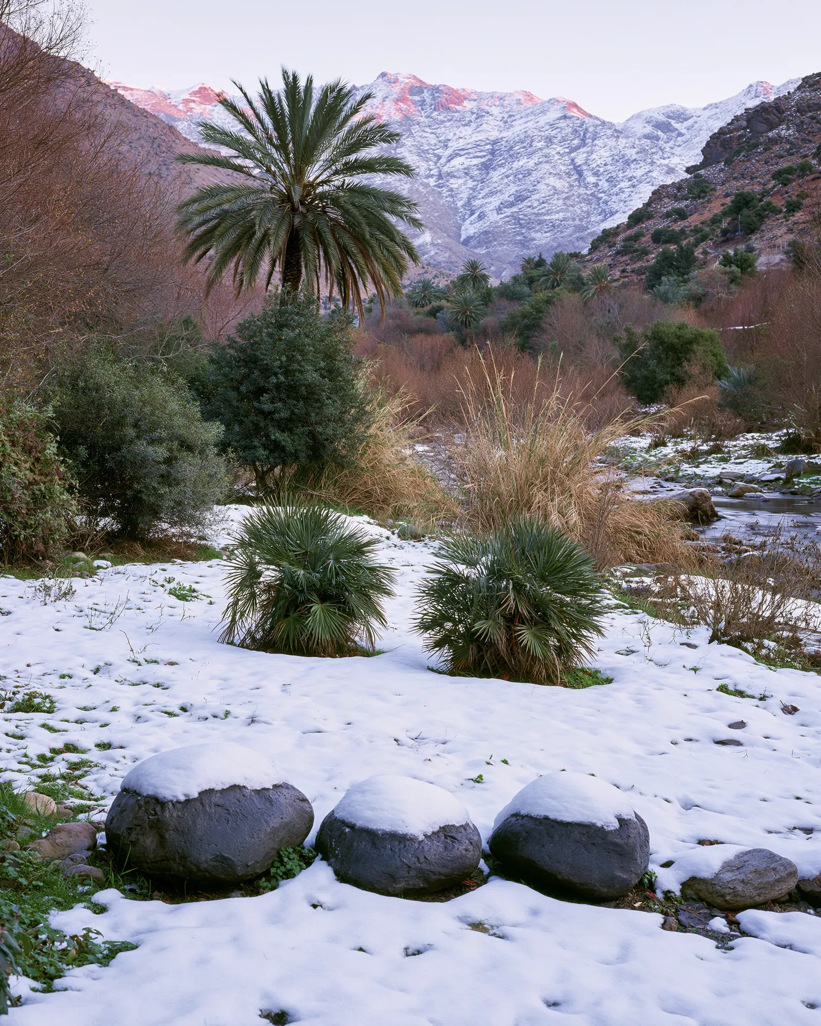 Dark boulders in fresh snow below a palm tree and snowy peaks, the inspiration for the Biban Ivory & Black rug