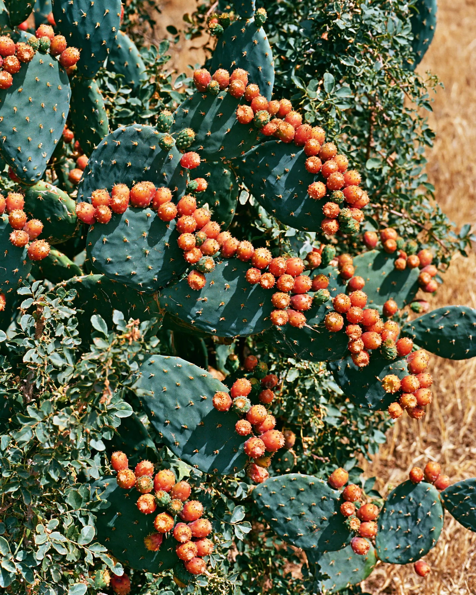 Orange-red prickly pear fruit on dark green cactus pads, the inspiration for the Chouara Ochre & Terracotta rug
