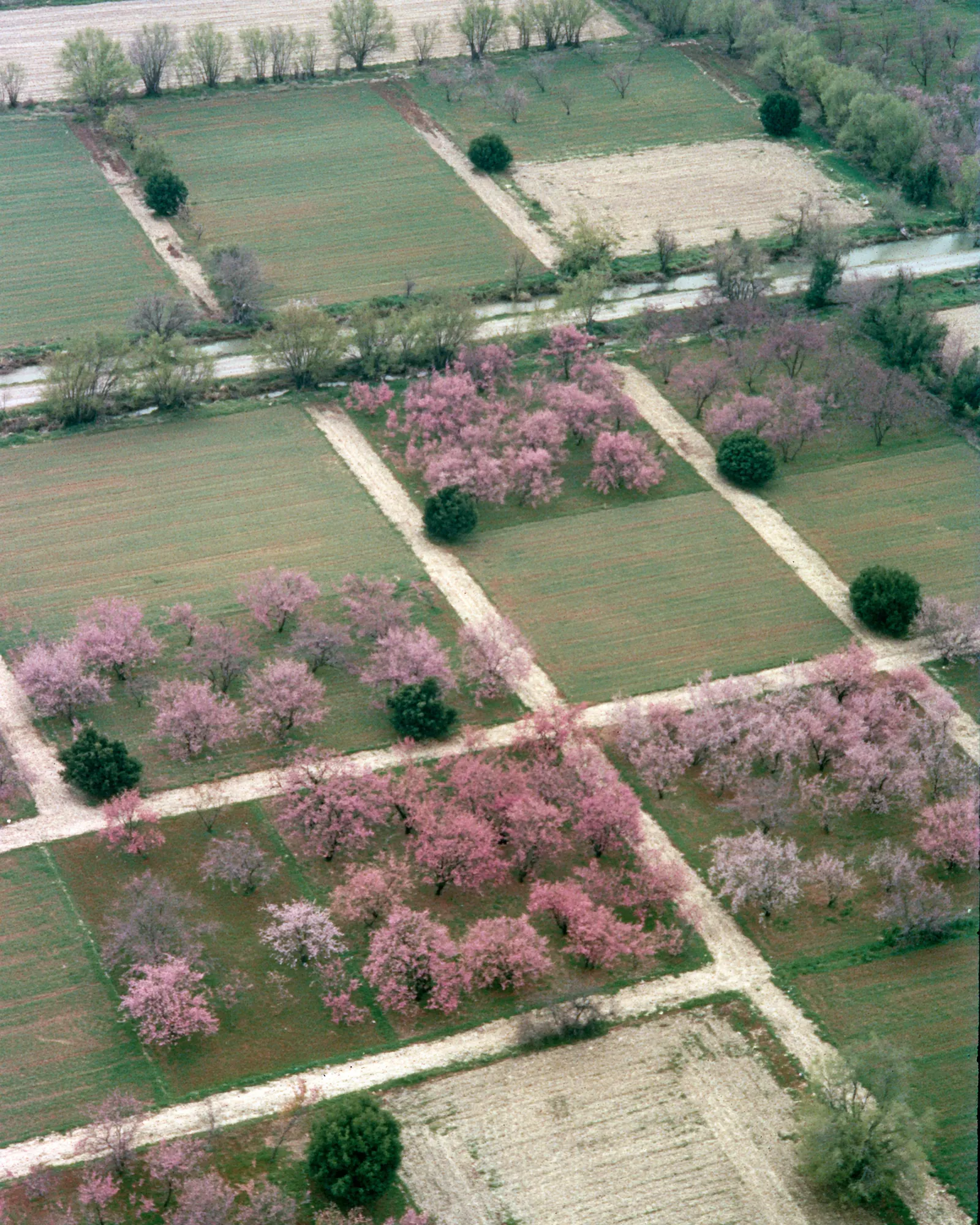 Aerial view of field plots and pink blossom orchards, the inspiration for the Doukkala Olive & Pink rug