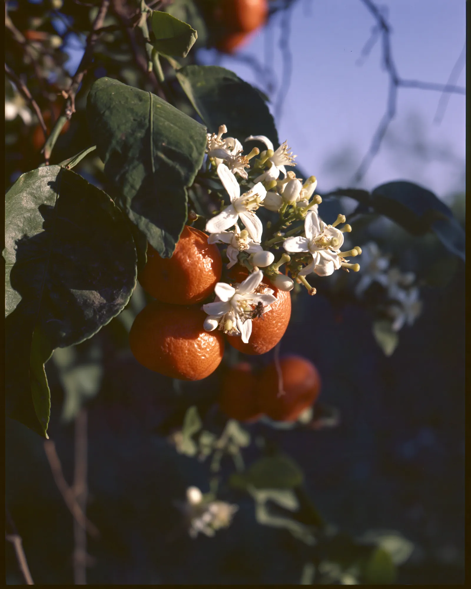 Tangerines and white orange blossom on a branch at dusk, the inspiration for the Fakhar Blue & Orange rug