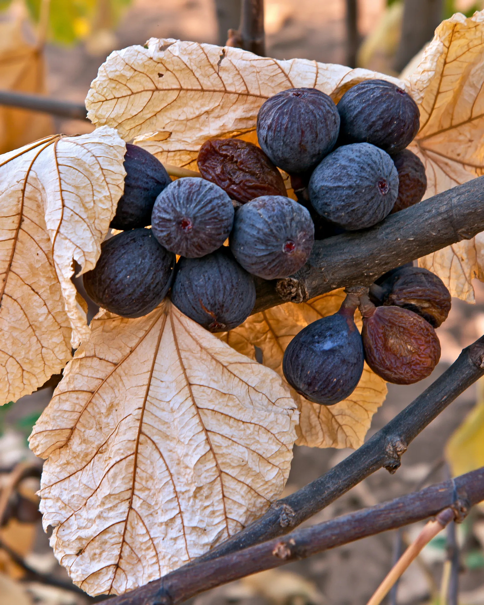 Ripe plum-purple figs on a branch among dry peach leaves, the inspiration for the Karmous Peach & Plum rug