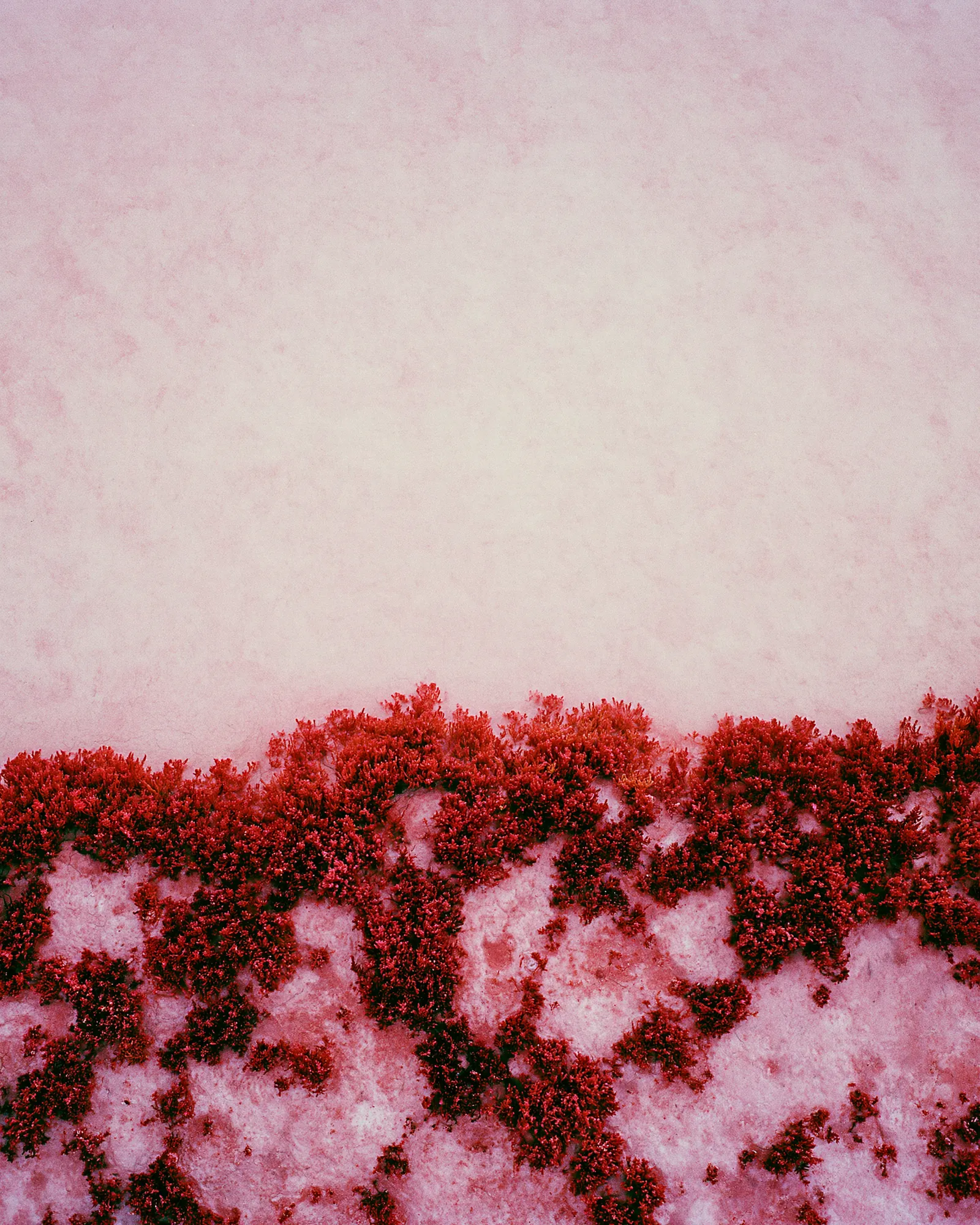 Red glasswort along the edge of a pale pink lagoon, the inspiration for the Kermez Red & Pink rug