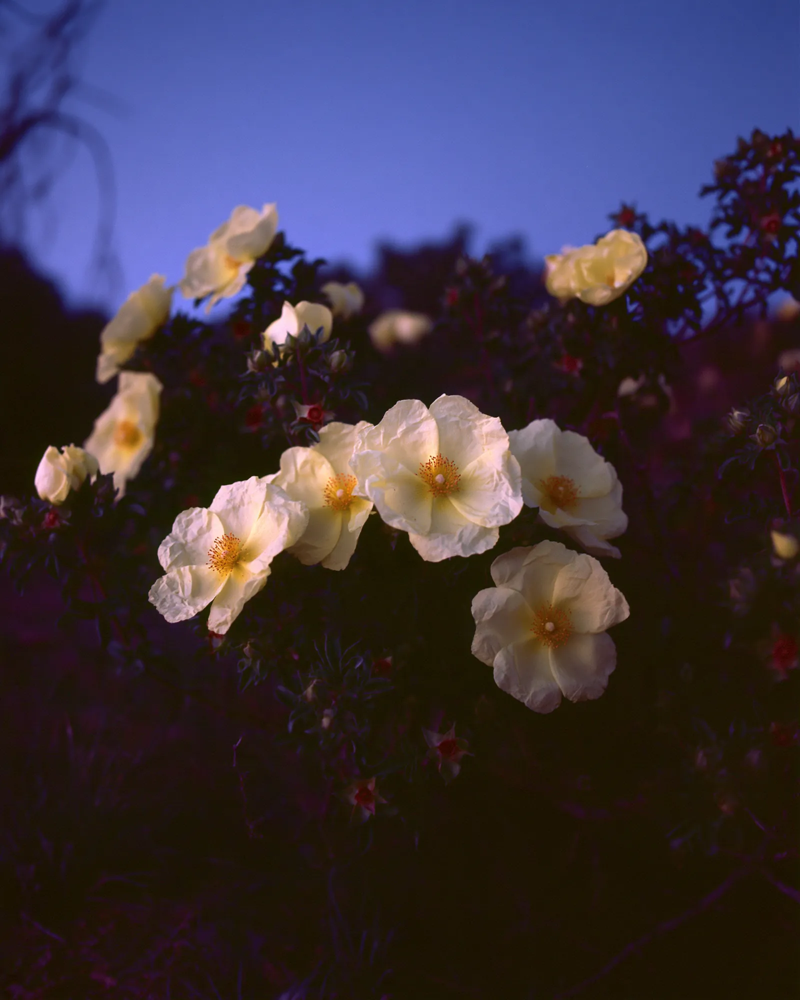 Cream rockrose flowers against a deep blue dusk sky, the inspiration for the Riad Pink & Blue rug