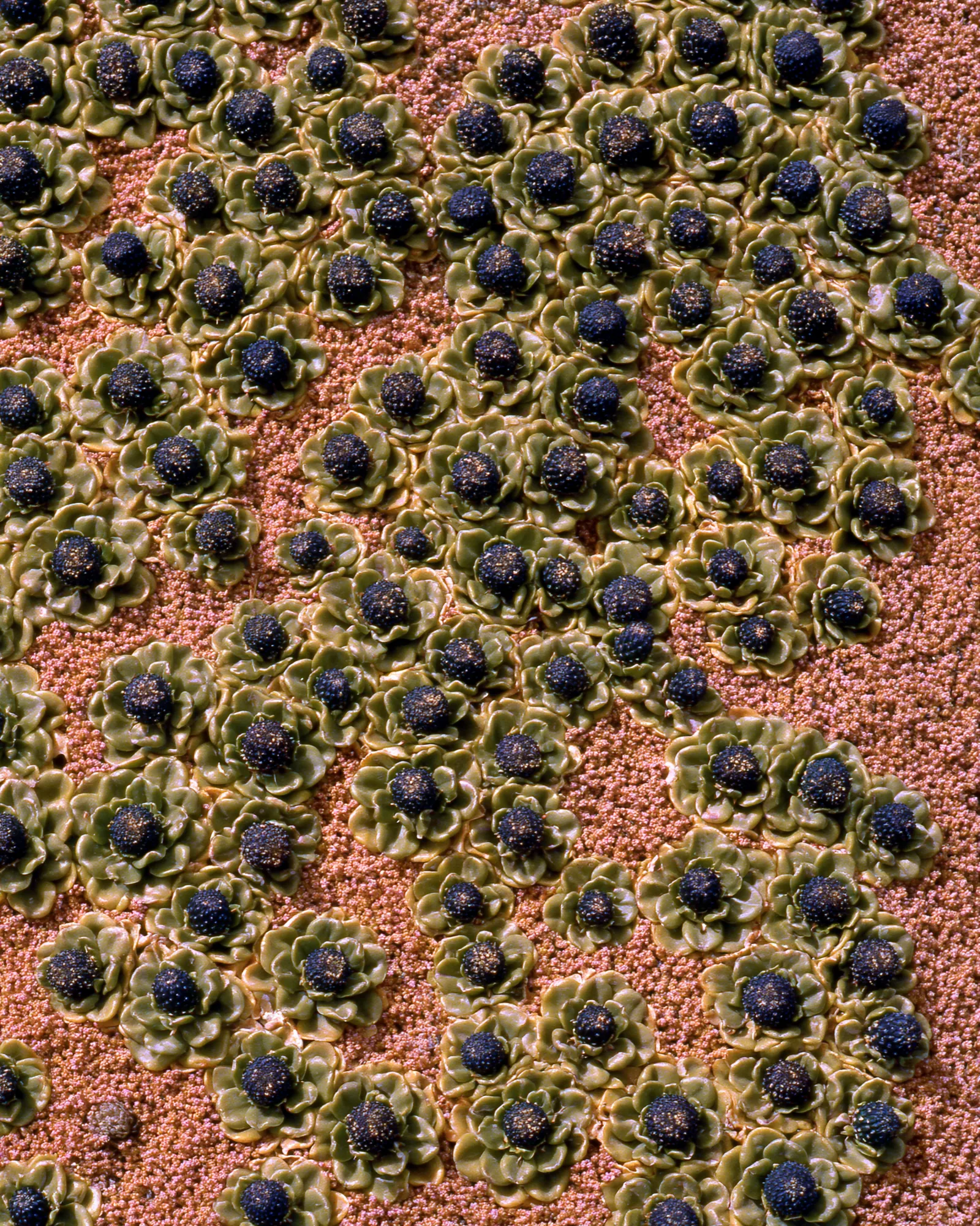 Rows of round navy blue globe thistles with olive green leaf rosettes on dusty rose gravel, seen from above, the inspiration for the Shamsa Navy & Dusty Rose rug
