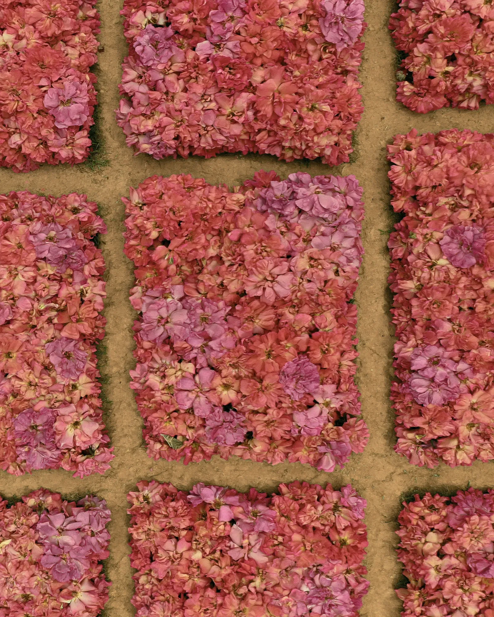 Plots of dusty-rose flowers between paths of pale earth, seen from above, the inspiration for the Tadla Dusty Rose & Peach rug
