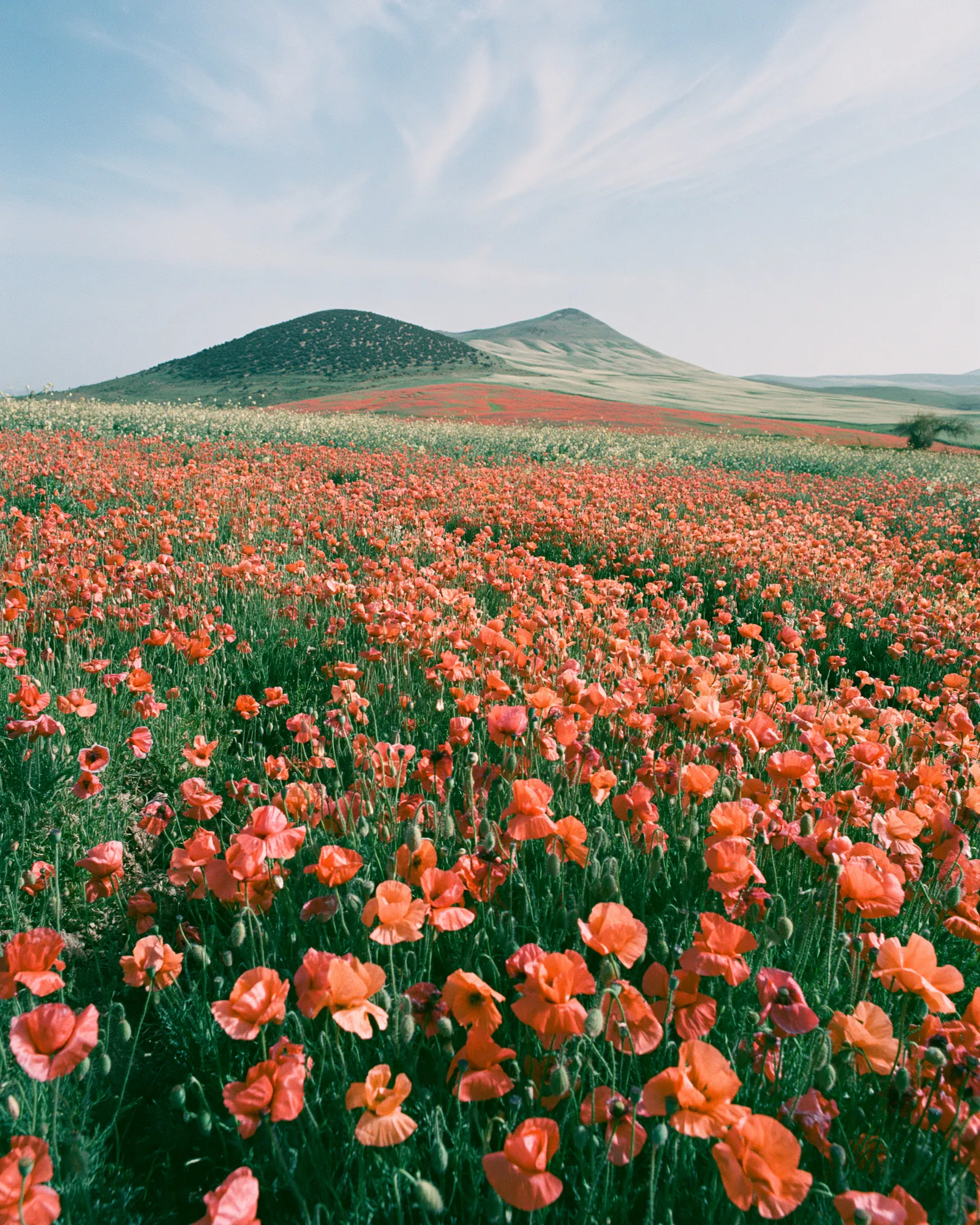 Coral poppies covering a spring field below green hills, the inspiration for the Tafsut Blue & Coral rug