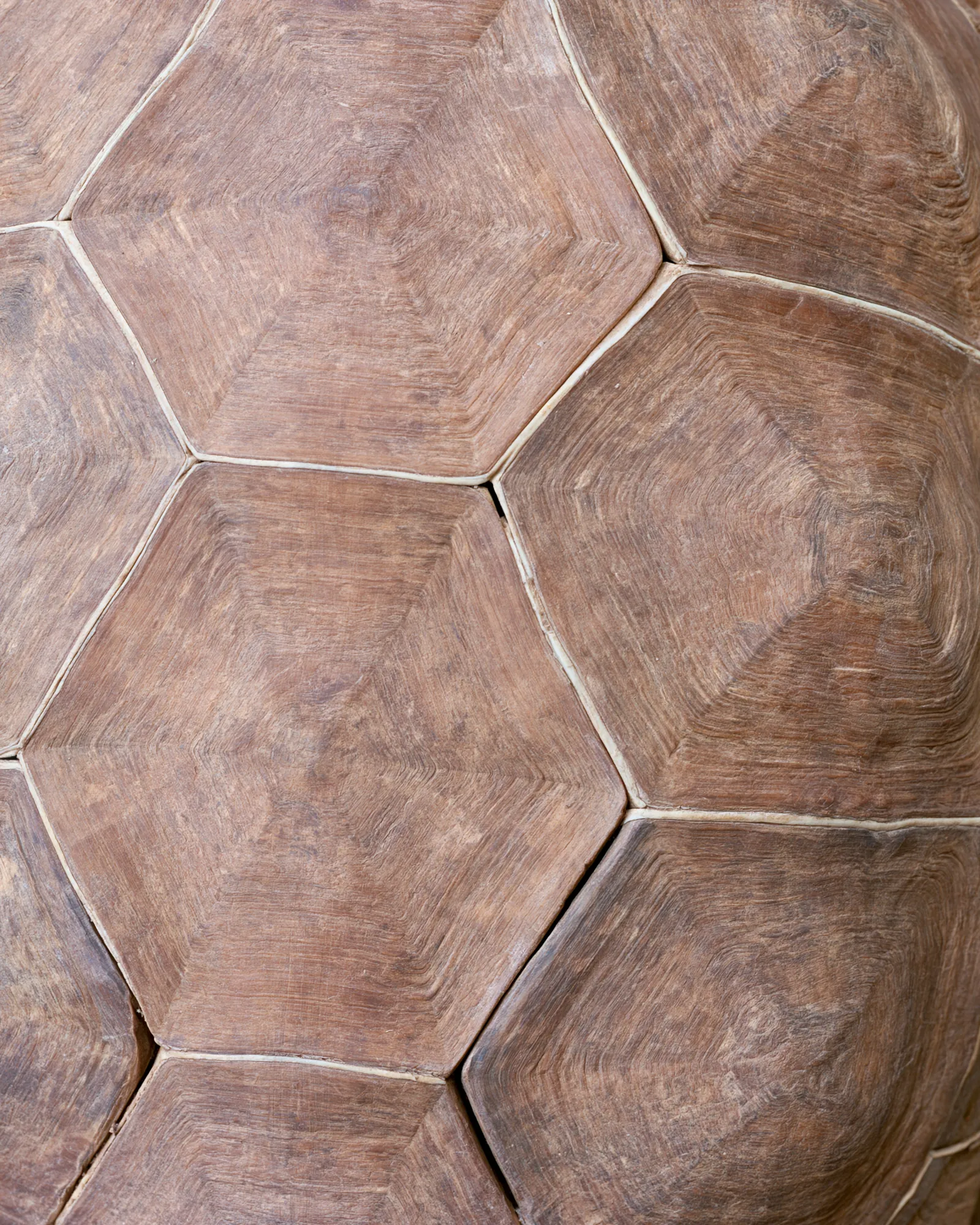 The large warm brown scutes of a tortoise shell outlined in pale ivory seams, seen from above, the inspiration for the Tamda Camel & Ivory rug