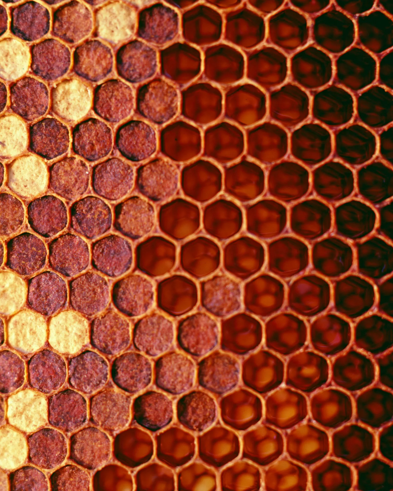 A wild honeycomb in deep rust and amber cells, the inspiration for the Tamment Rust & Ivory rug