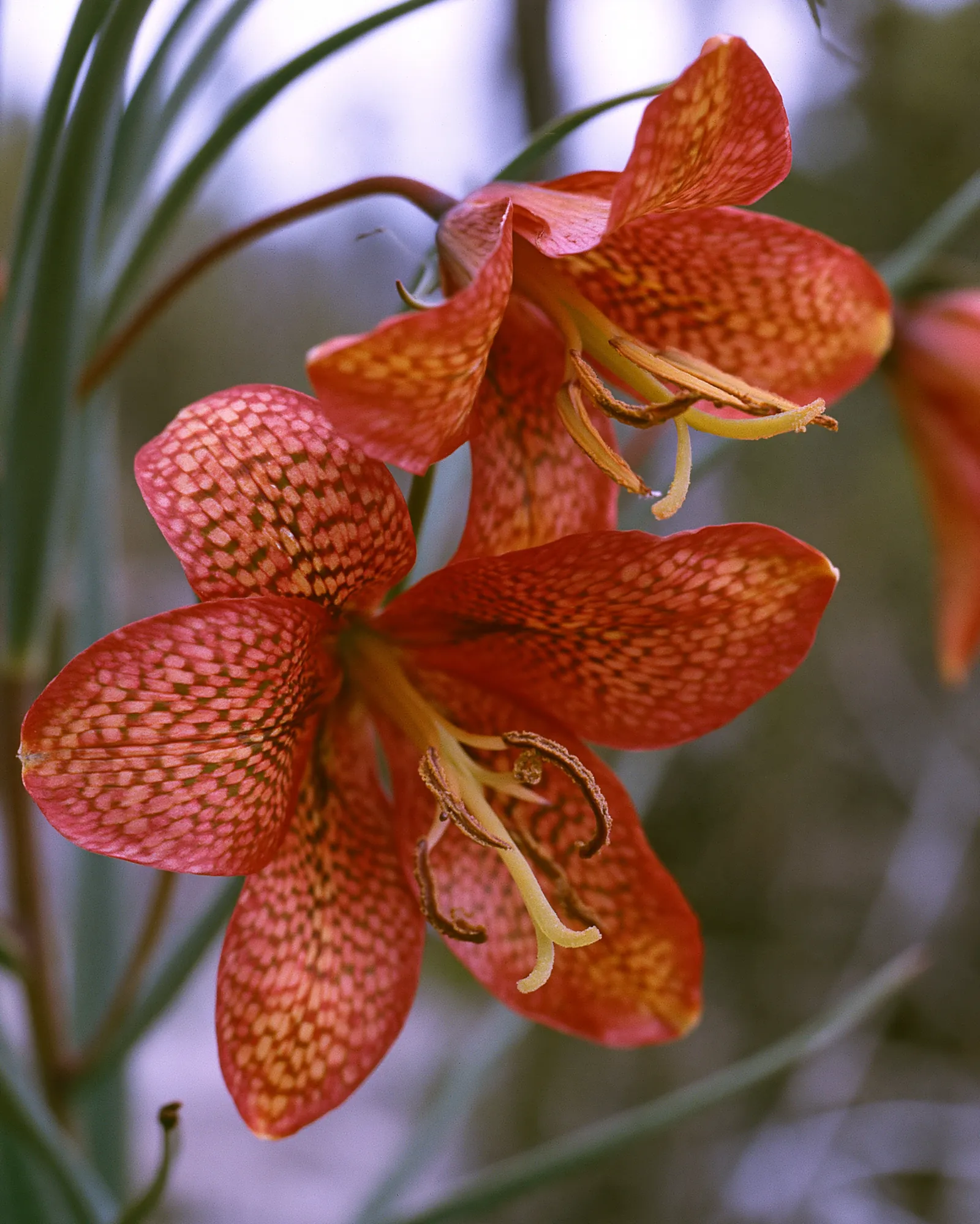 A red-orange speckled flower with long curled petals, the inspiration for the Tirra Deep Green & Coral rug