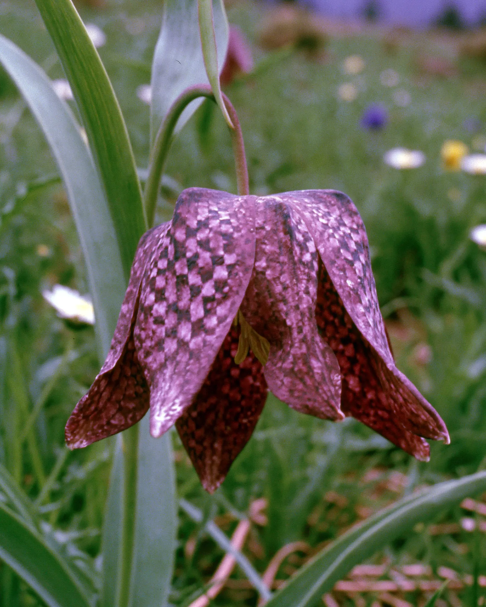 A checkered fritillary flower, its petals tiled in purple squares, the inspiration for the Tirra Navy & Brown rug