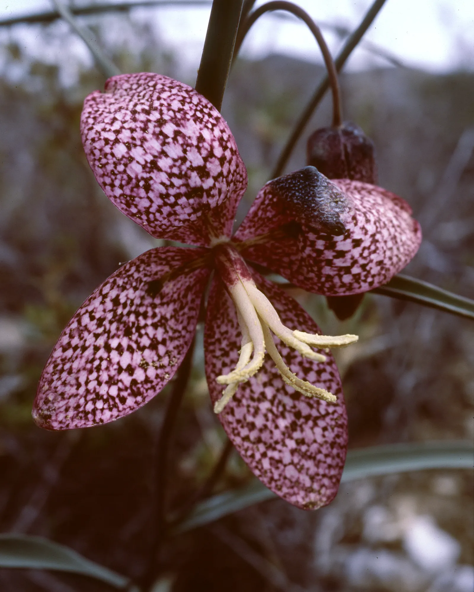 A plum speckled fritillary flower on a thin curved stem, the inspiration for the Tirra Plum & Lavender rug