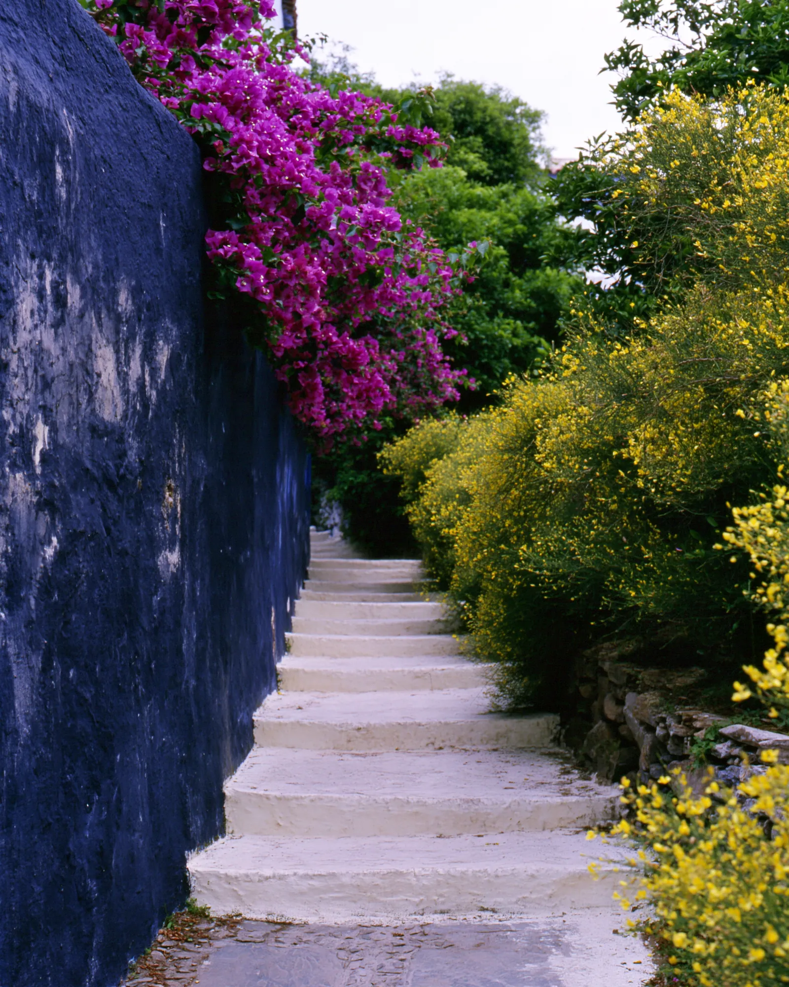 Whitewashed Chefchaouen steps between a navy wall, pink bougainvillea and yellow broom, the inspiration for the Zellige Navy & Blush rug