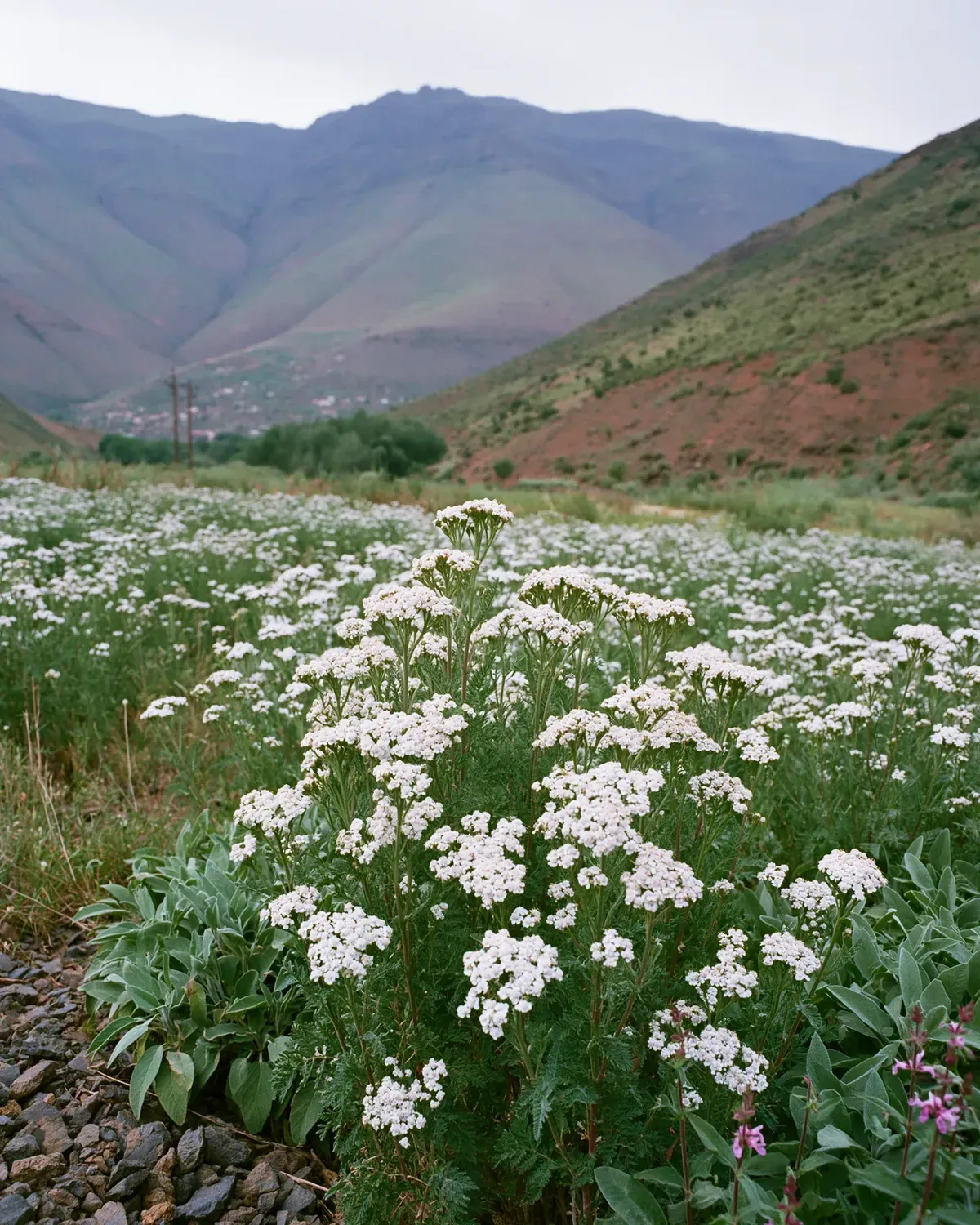A valley meadow of white wildflowers and silver-green leaves below hazy mountains