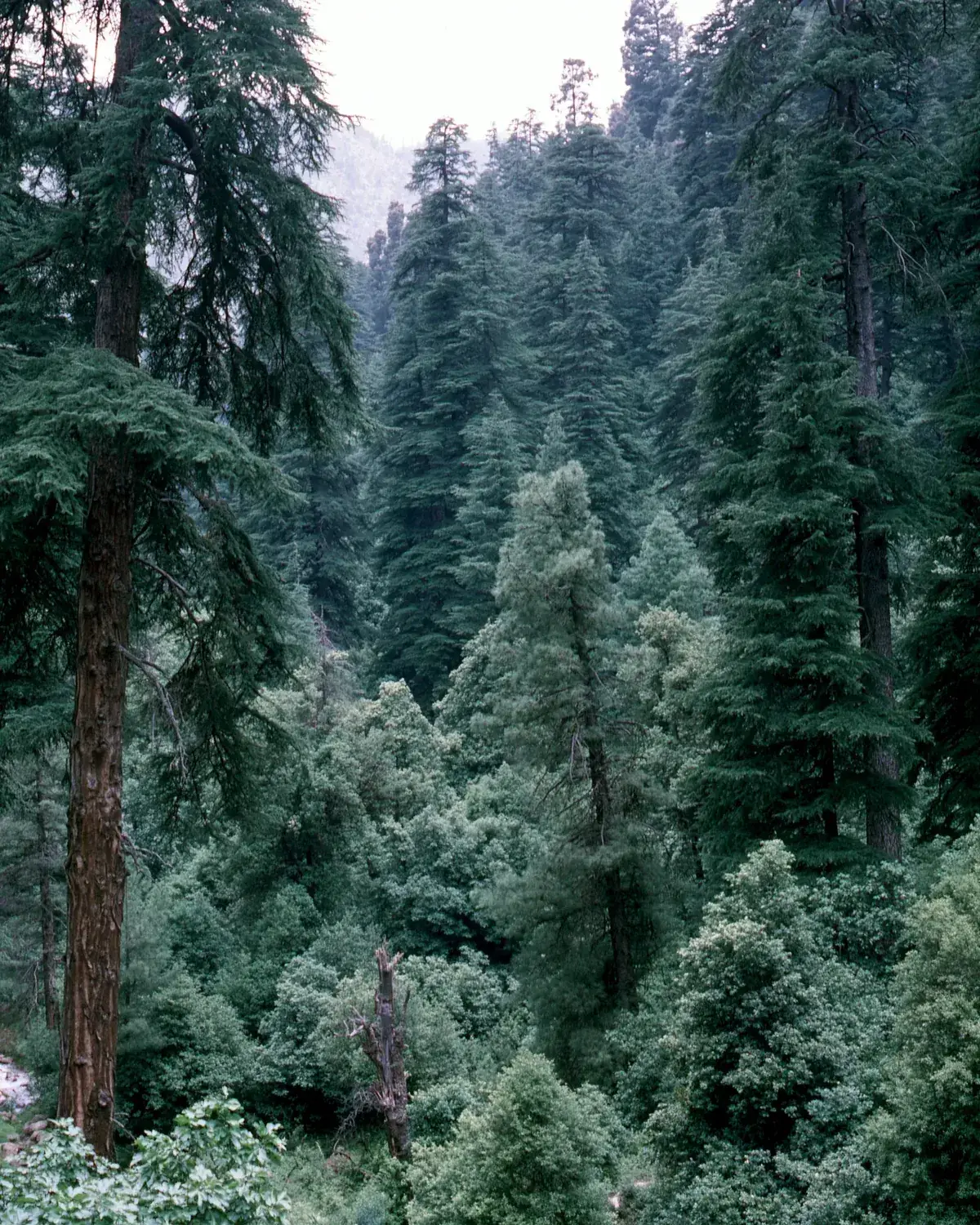 A dense forest of cedars and pines in deep green under a pale sky