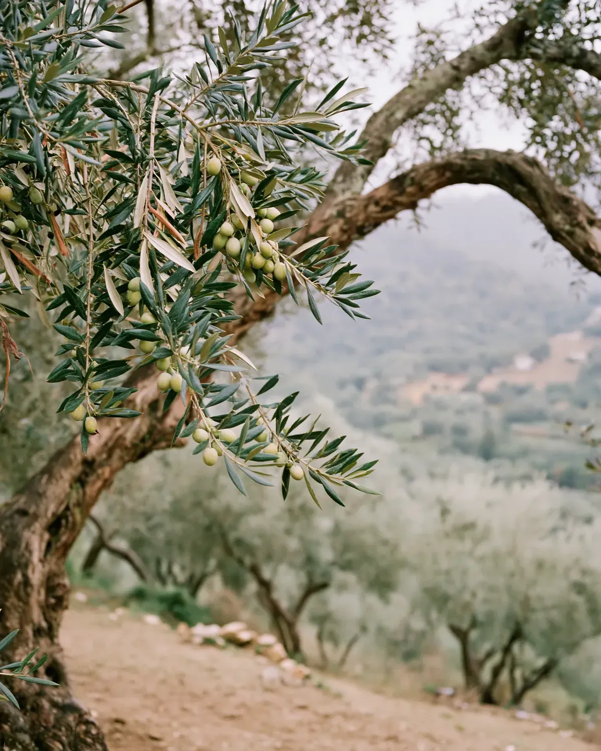 An old olive branch heavy with green olives over a grove fading into haze